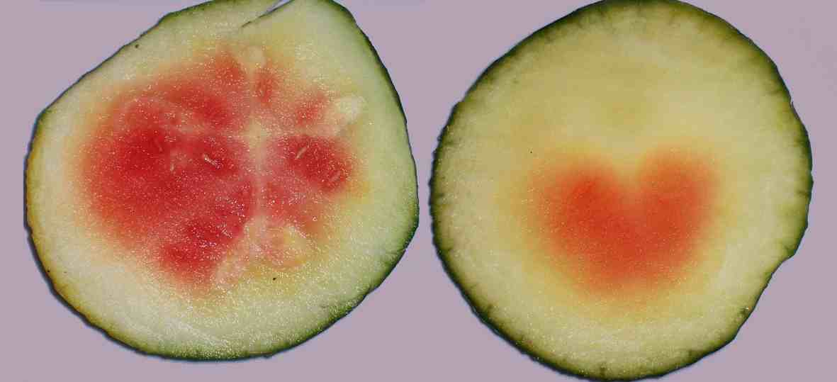 Θρησκευτικά σύμβολα μέσα σε καρπούζι